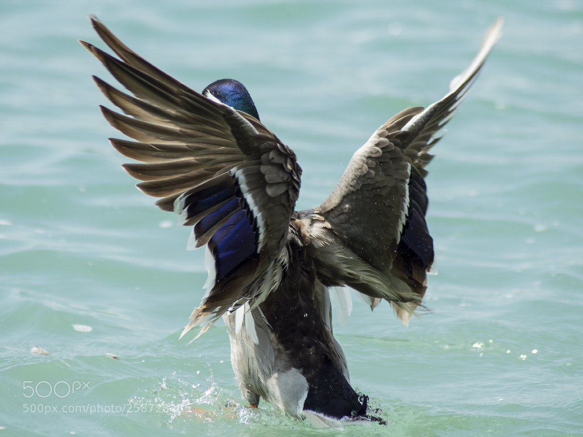 Nikon D3200 sample photo. Pegasus photography