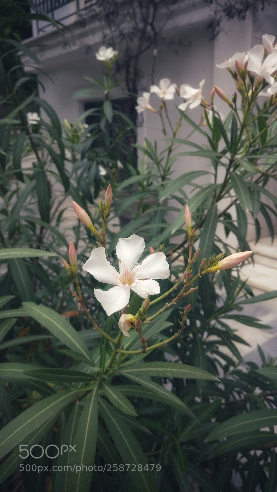 OnePlus A3003 sample photo. White flower photography