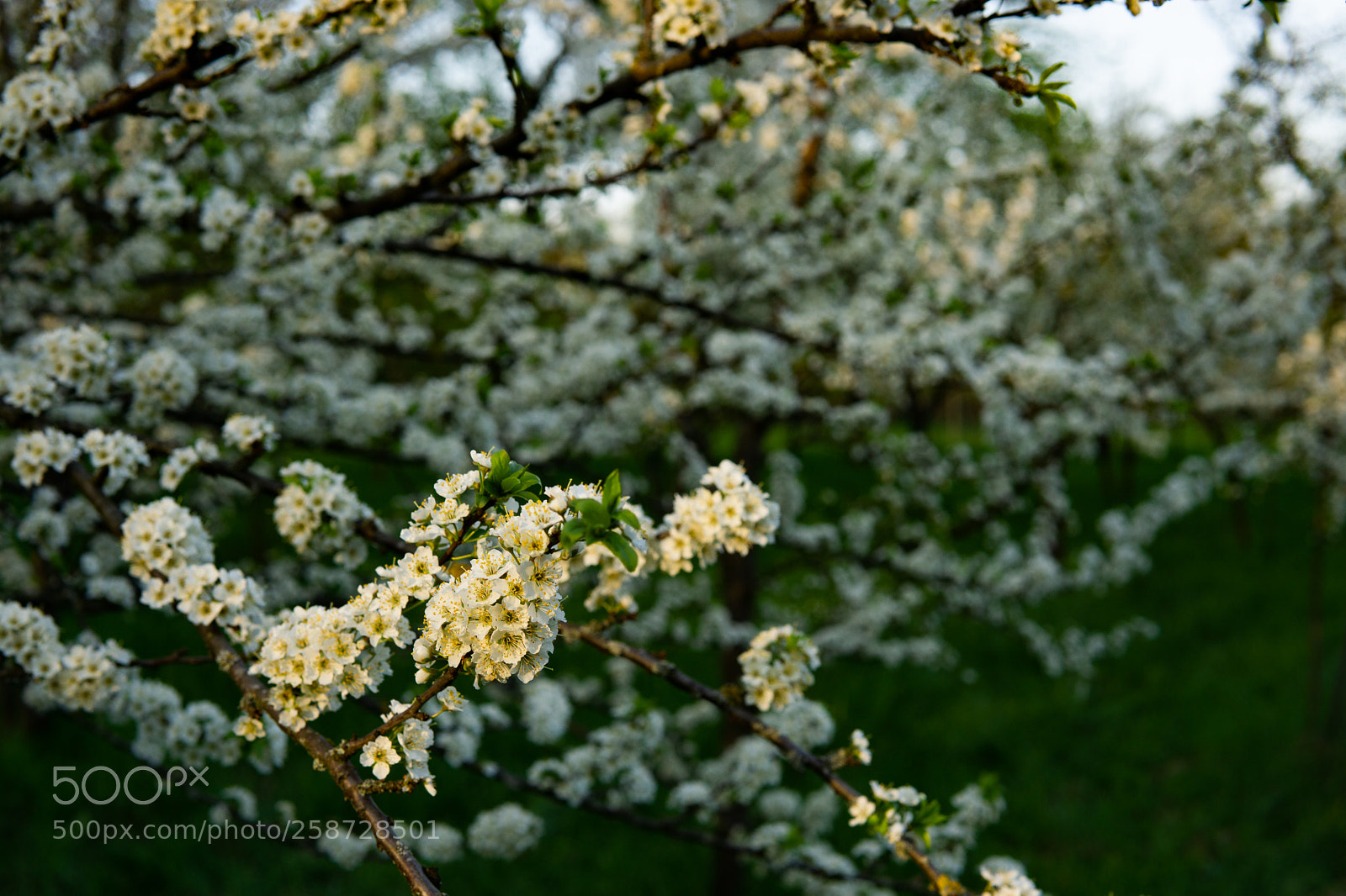 Sony a6000 sample photo. Cherry photography