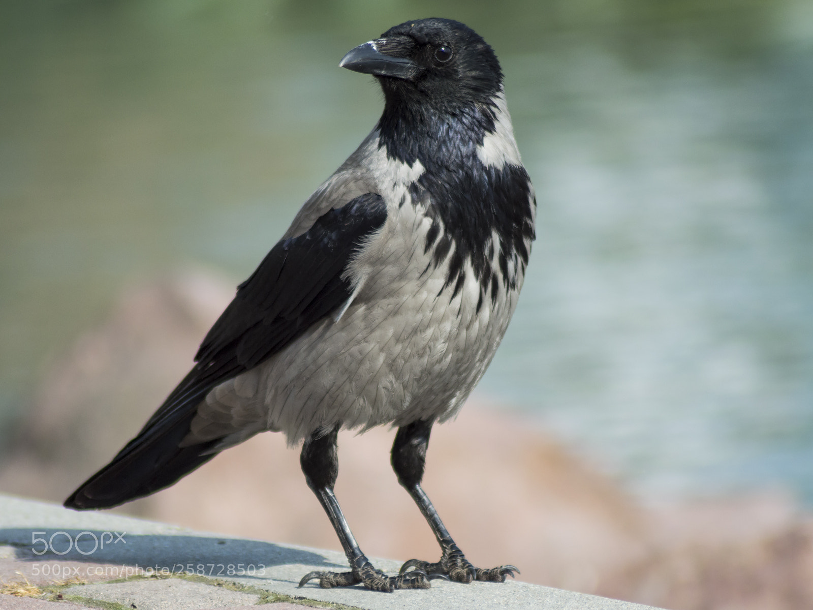 Nikon D3200 sample photo. Corvus cornix photography