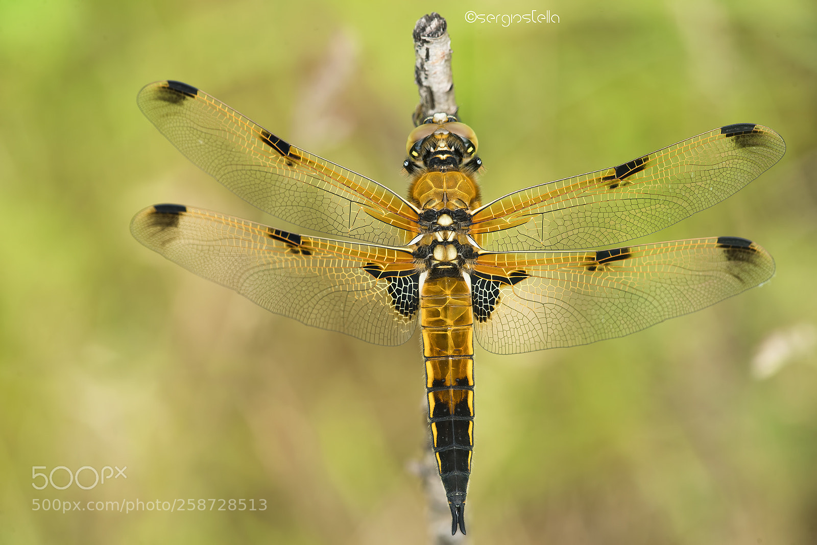 Nikon D610 sample photo. Libellula quadrimaculata____ photography