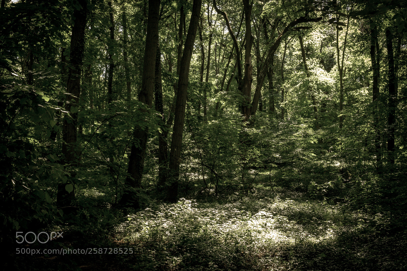 Sony a6000 sample photo. Kosutnjak01 photography