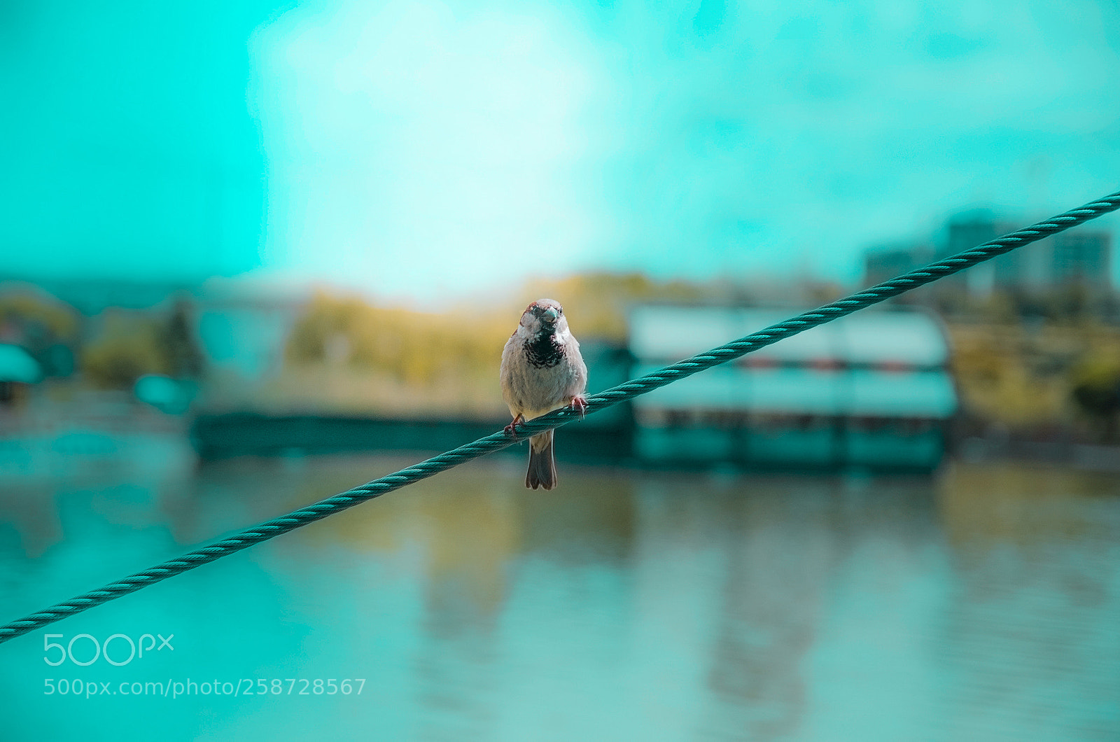 Nikon D7000 sample photo. Sparrow..... photography