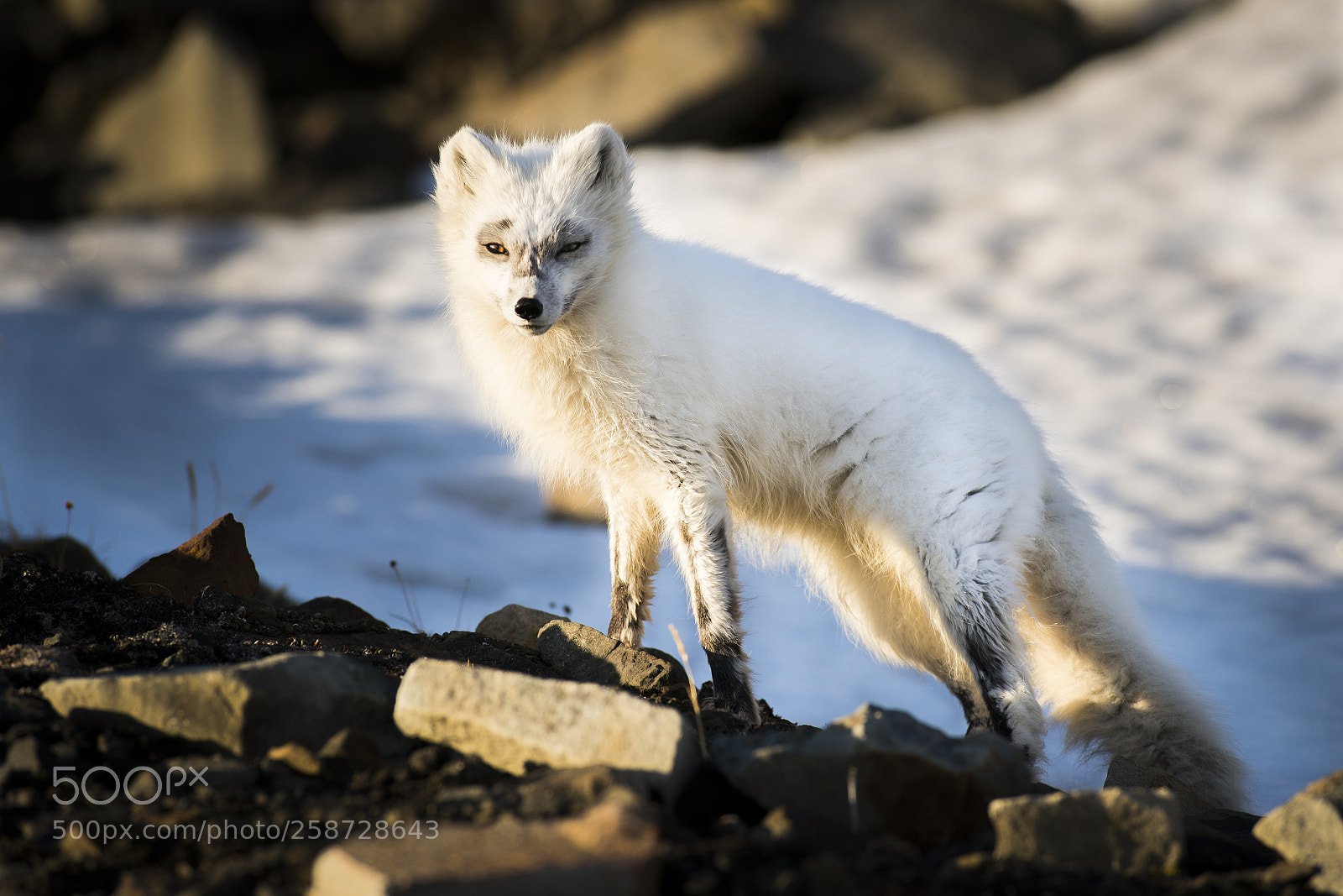 Sony a9 sample photo. Arctic fox (vulpes lagopus) photography