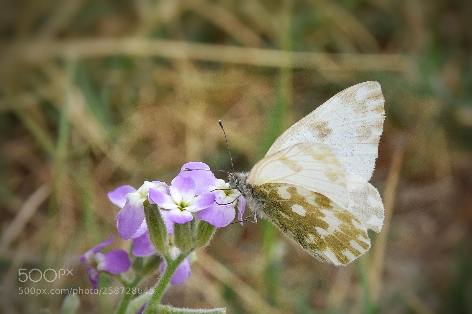Nikon D7200 sample photo. White butterfly photography