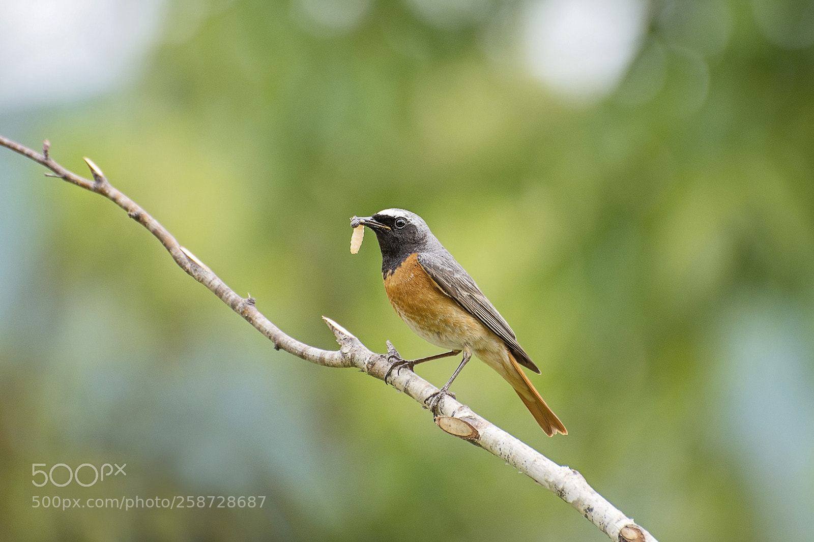 Nikon D7200 sample photo. Redstart, phoenicurus phoenicurus photography