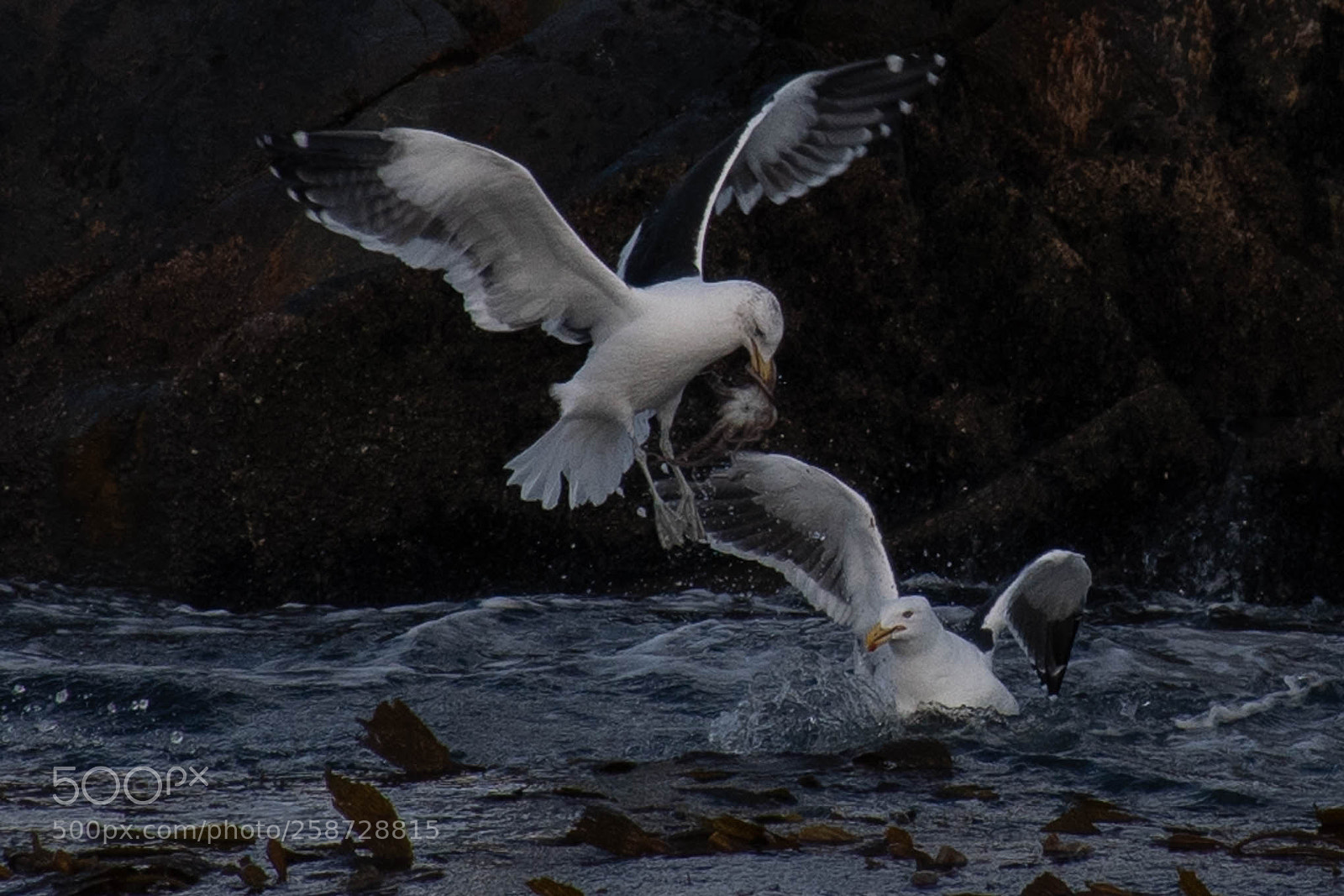 Nikon D7500 sample photo. Peleando por un pulpito photography