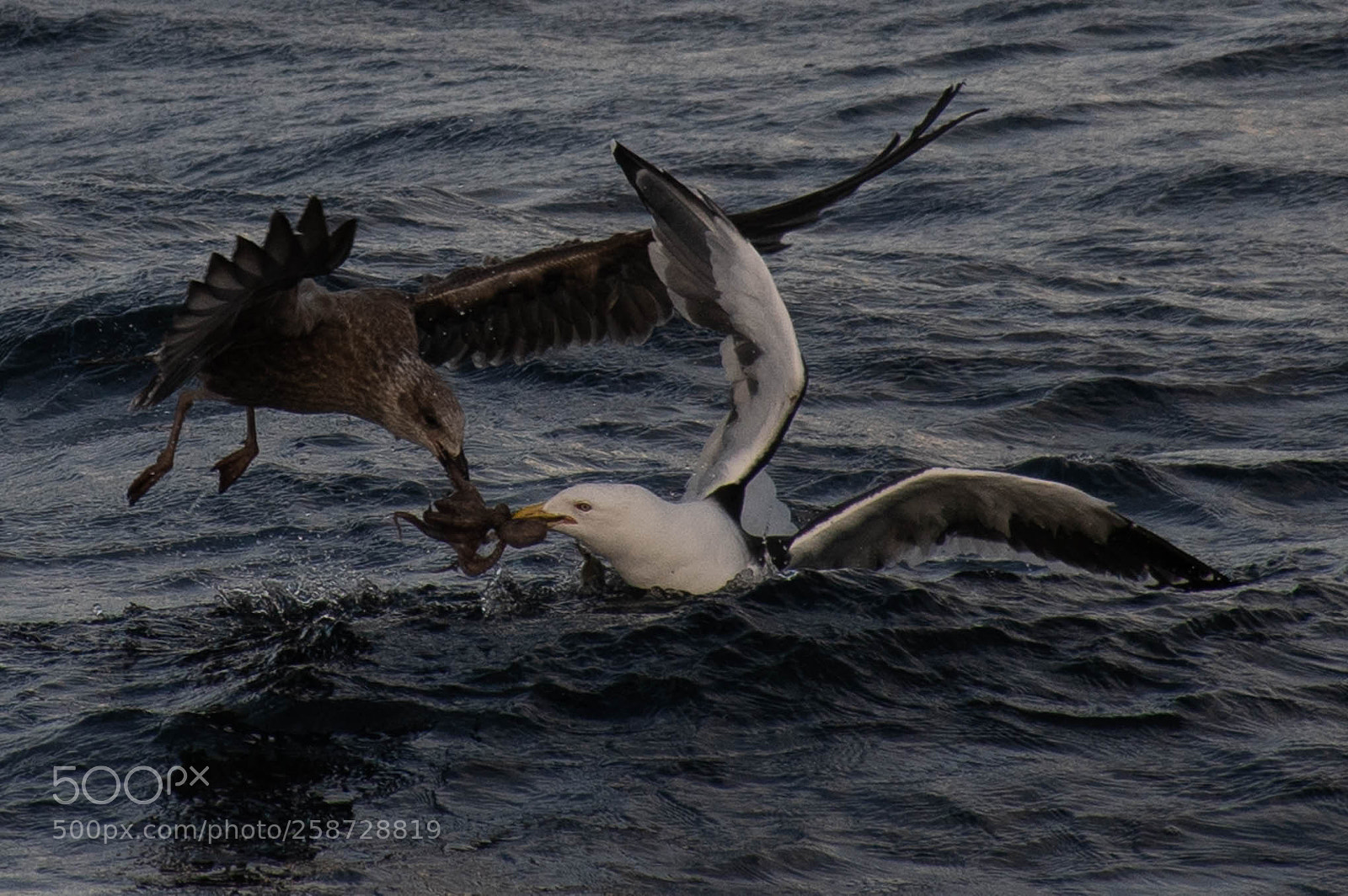 Nikon D7500 sample photo. Peleando por un pulpo photography
