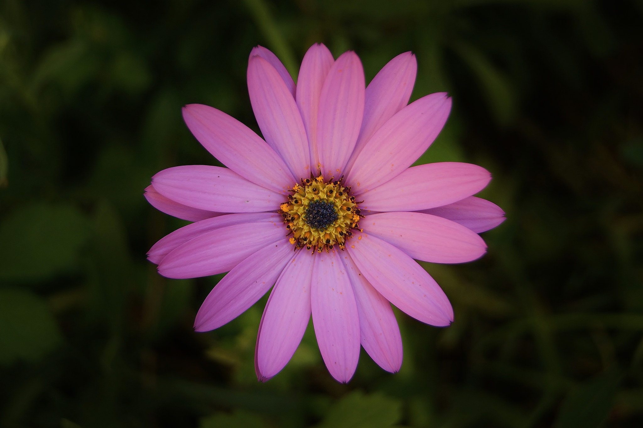 Sony Alpha DSLR-A380 sample photo. All blooming today... :) photography