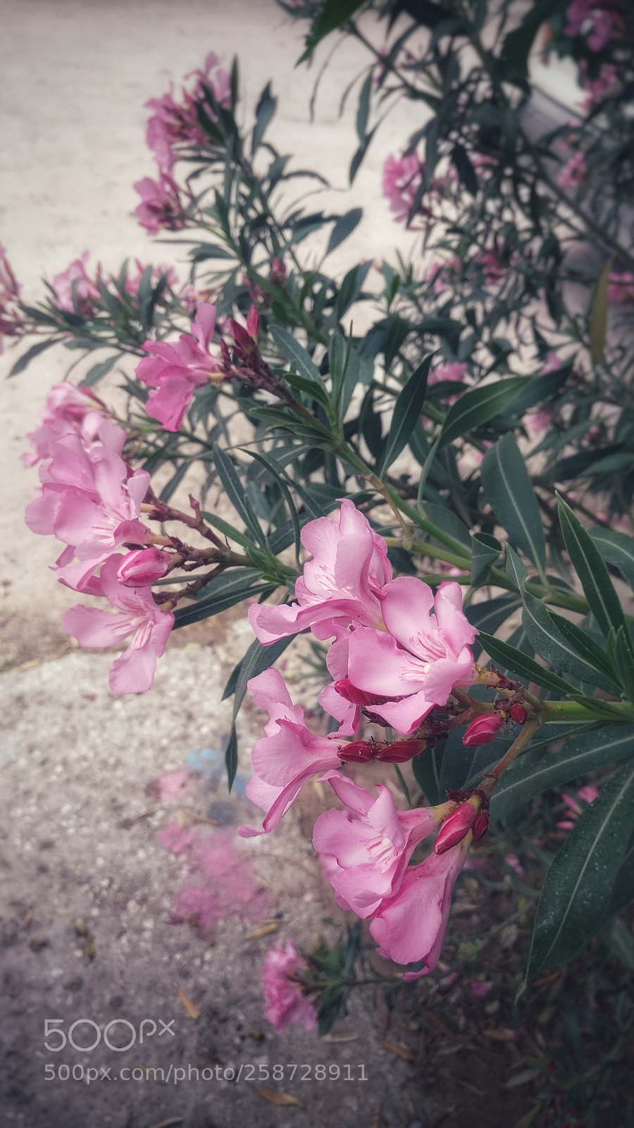 OnePlus A3003 sample photo. Pink flowers in the photography