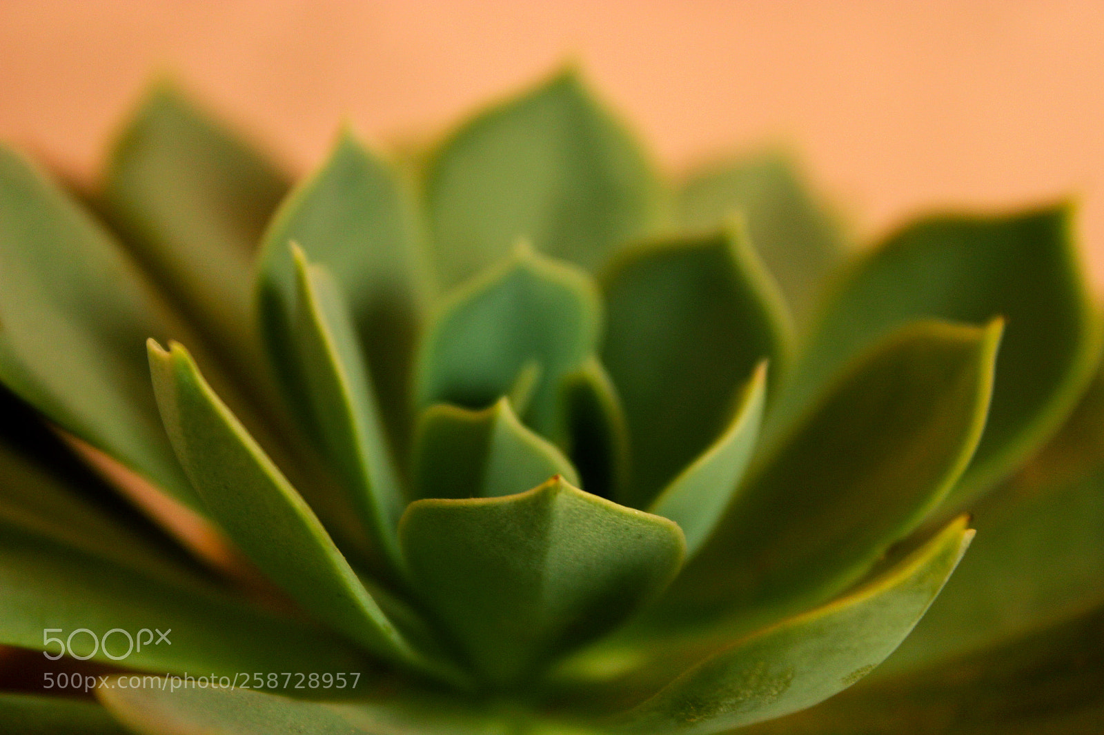 Canon EOS 600D (Rebel EOS T3i / EOS Kiss X5) sample photo. Shades of petals photography