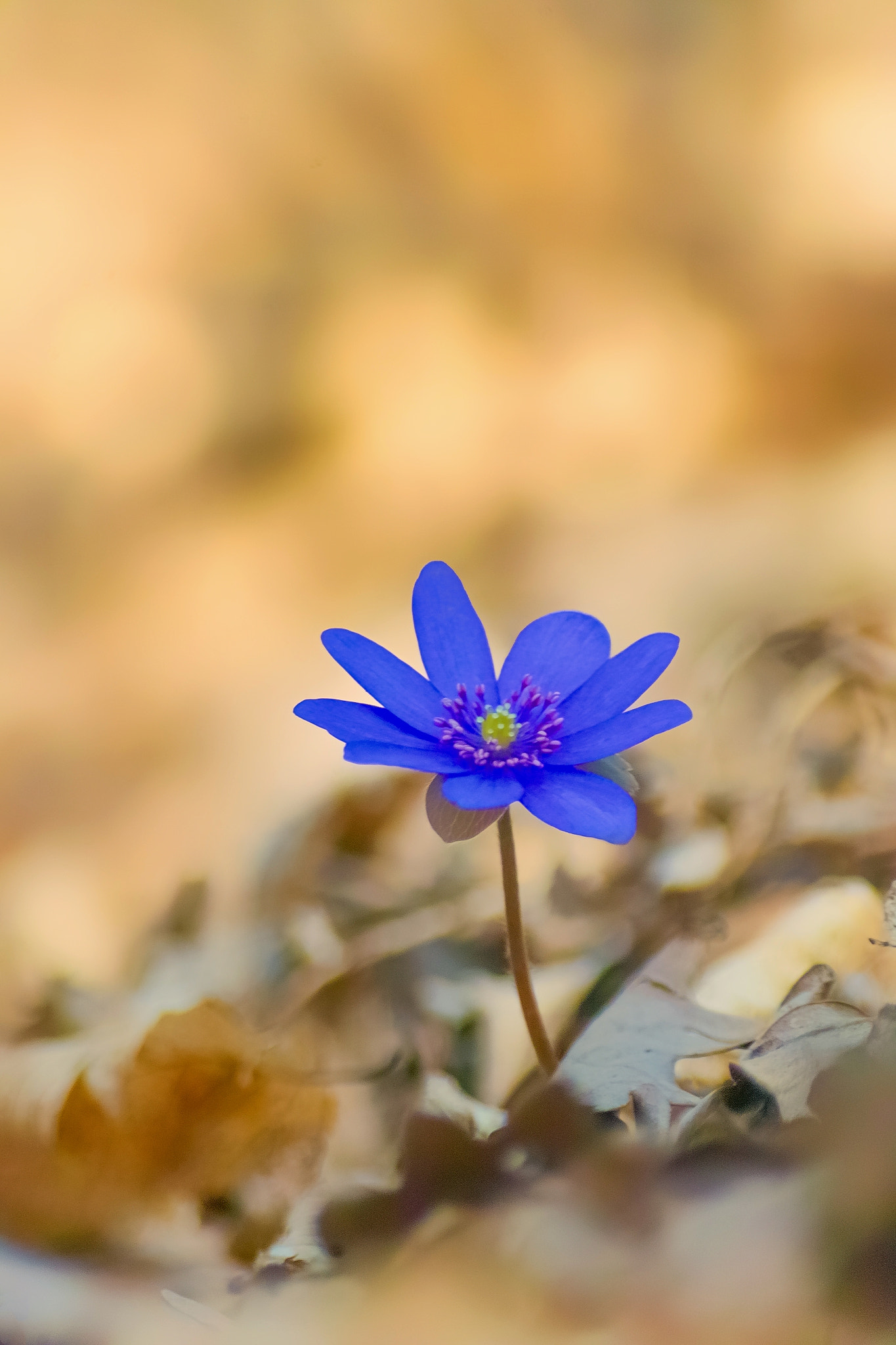 Sigma SD15 sample photo. Spring wild flower 61 photography