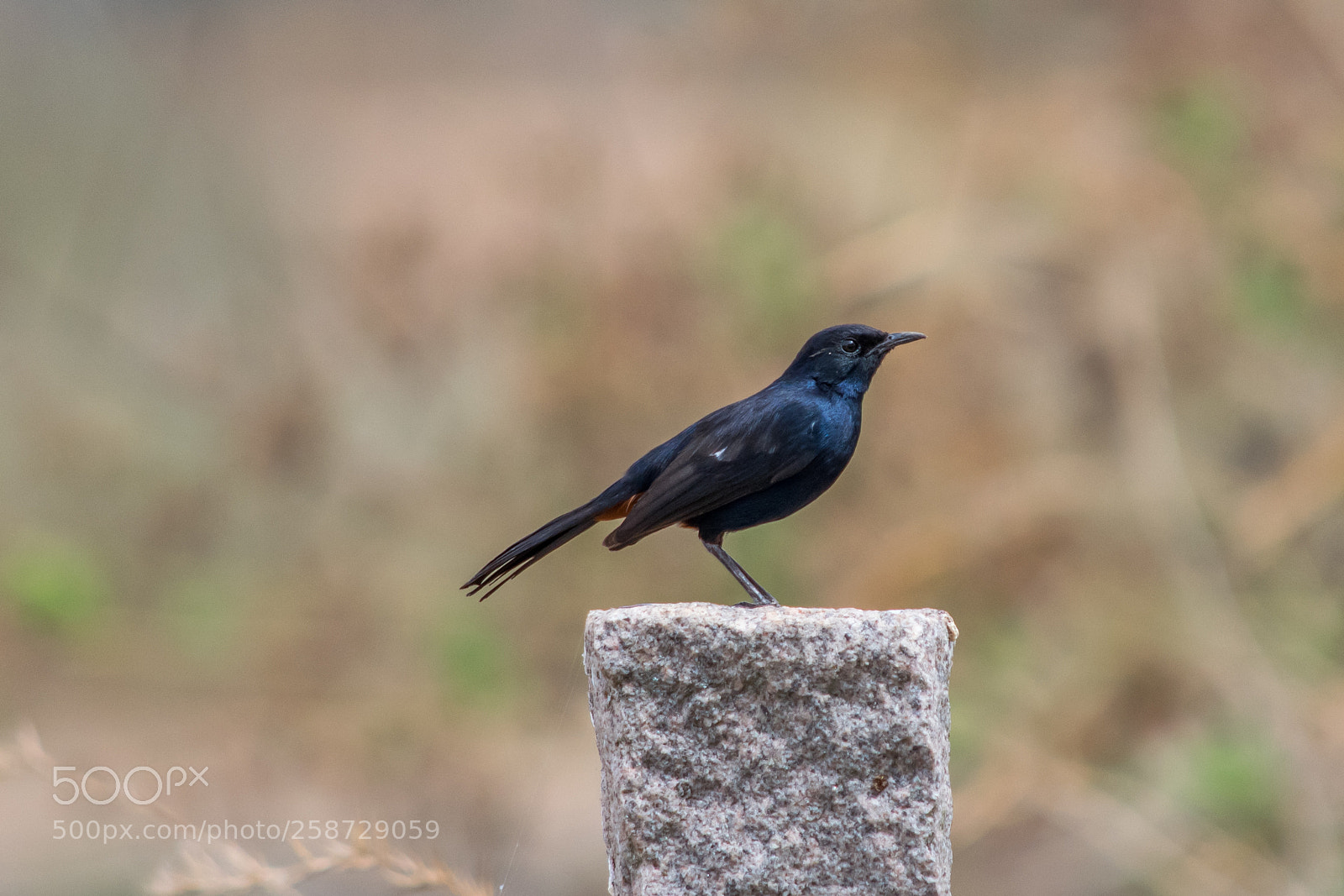 Nikon D3300 sample photo. Indian robin photography