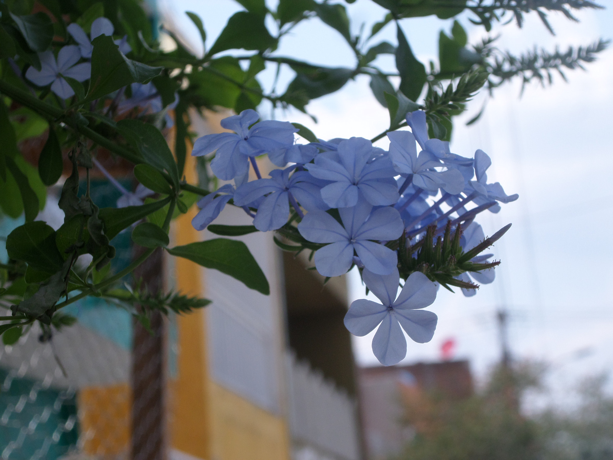 Samsung WB30F/WB31F/WB32F sample photo