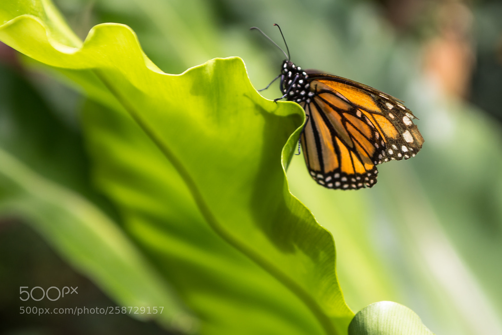 Canon EOS 6D sample photo. Butterflies photography