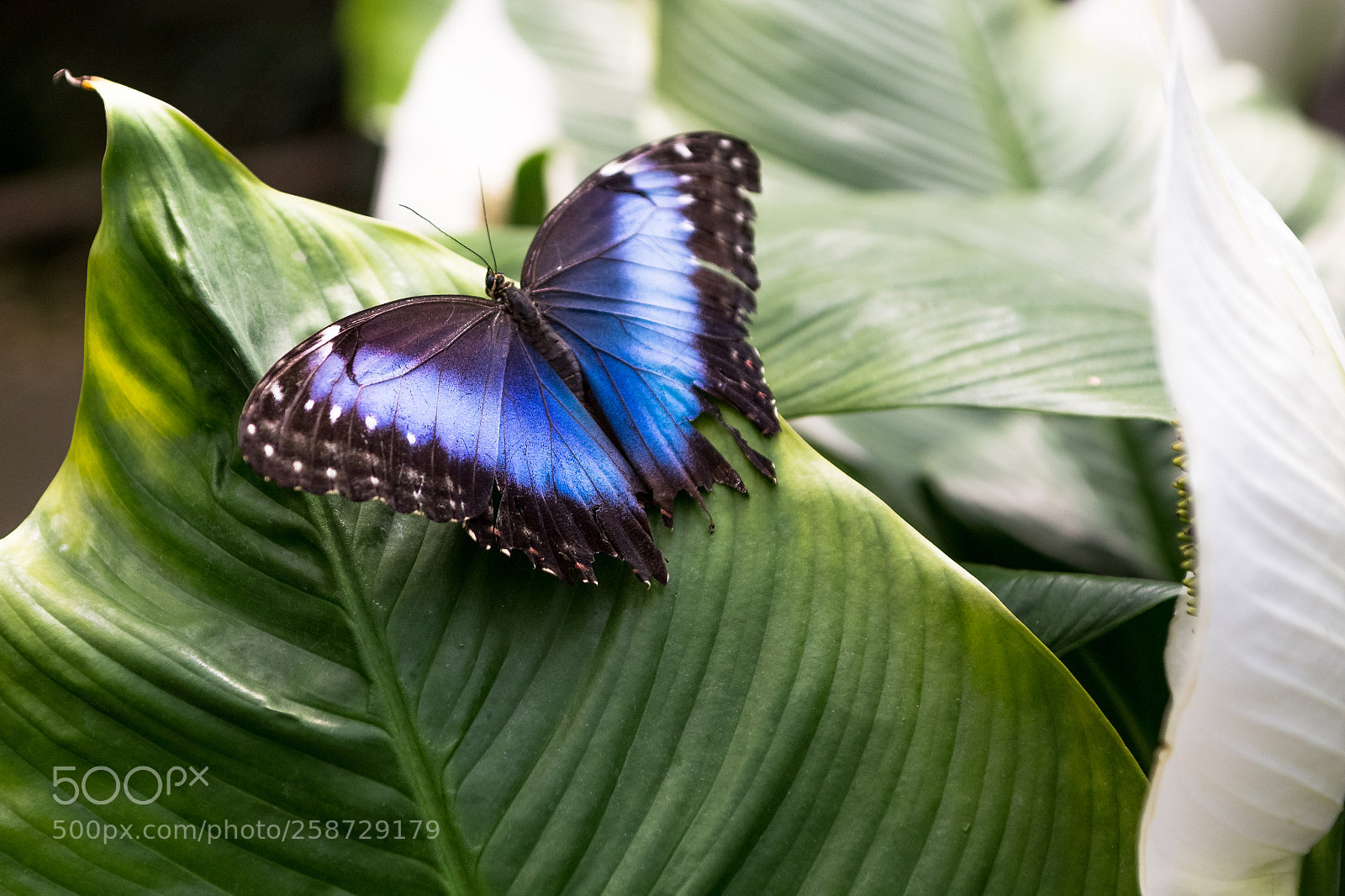 Canon EOS 6D sample photo. Butterflies photography