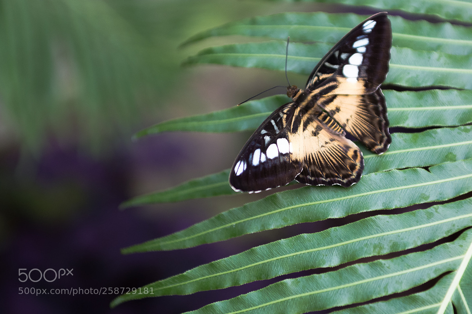 Canon EOS 6D sample photo. Butterflies photography