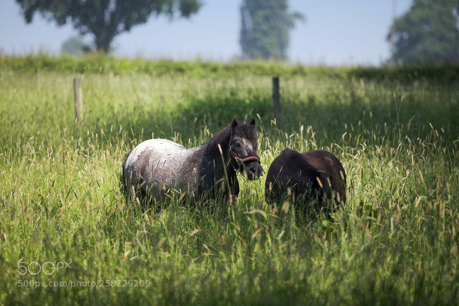 Canon EOS 6D sample photo. Pony photography