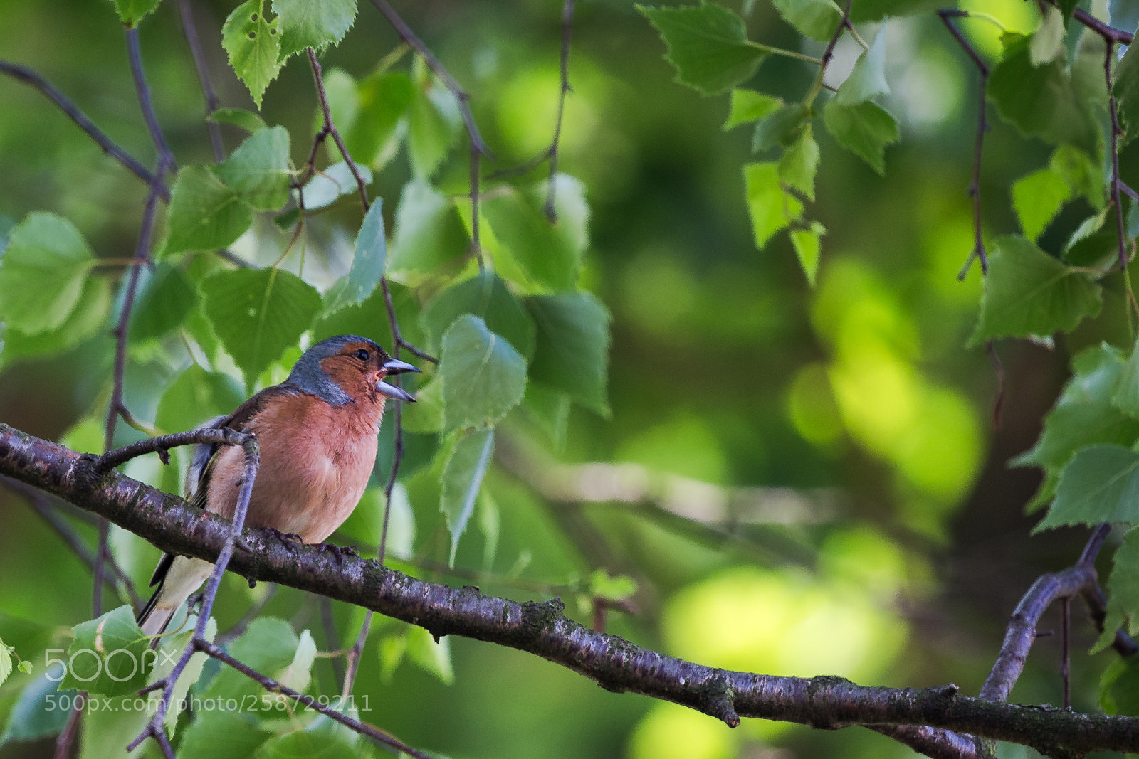 Canon EOS 6D sample photo. Bird photography