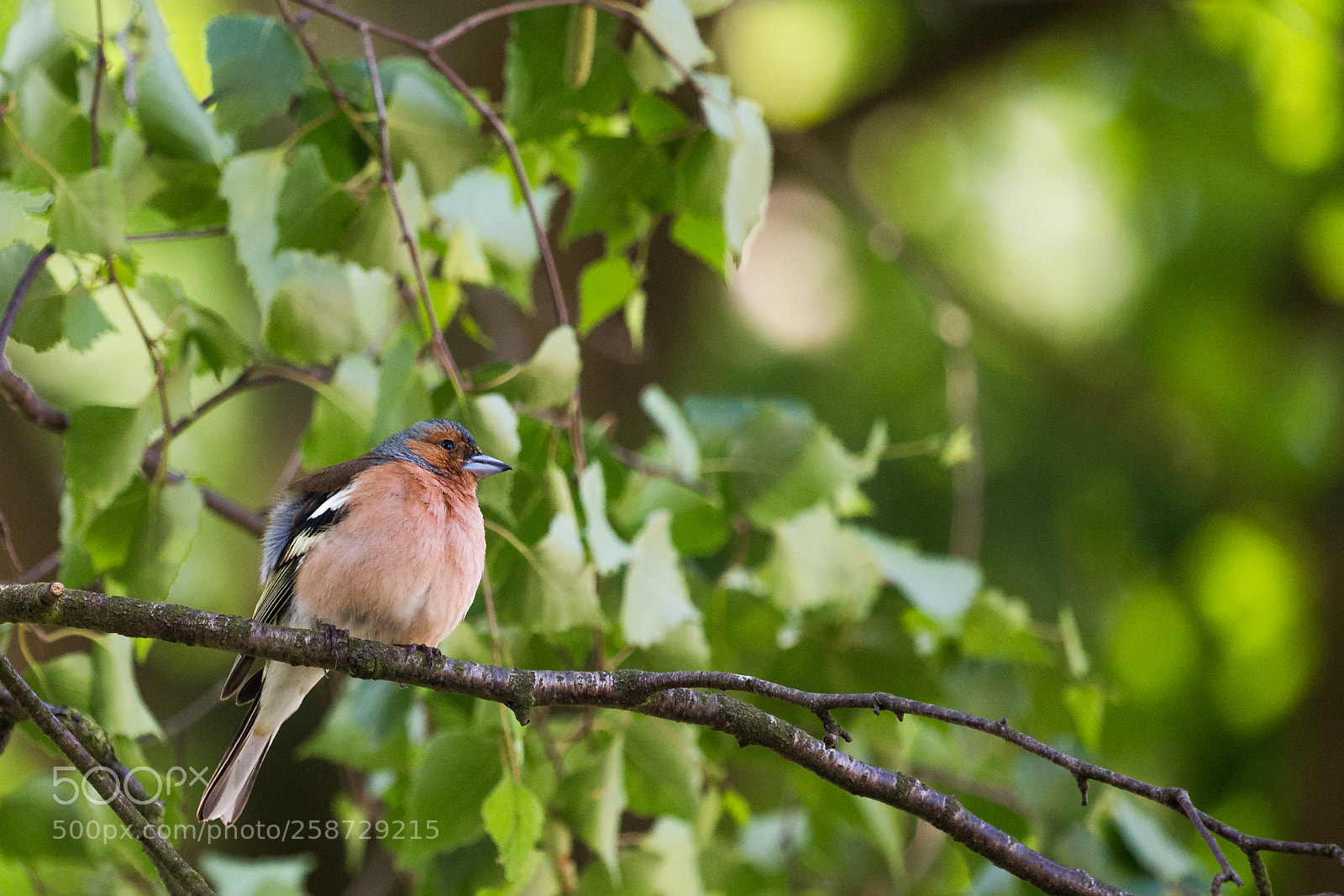 Canon EOS 6D sample photo. Bird photography