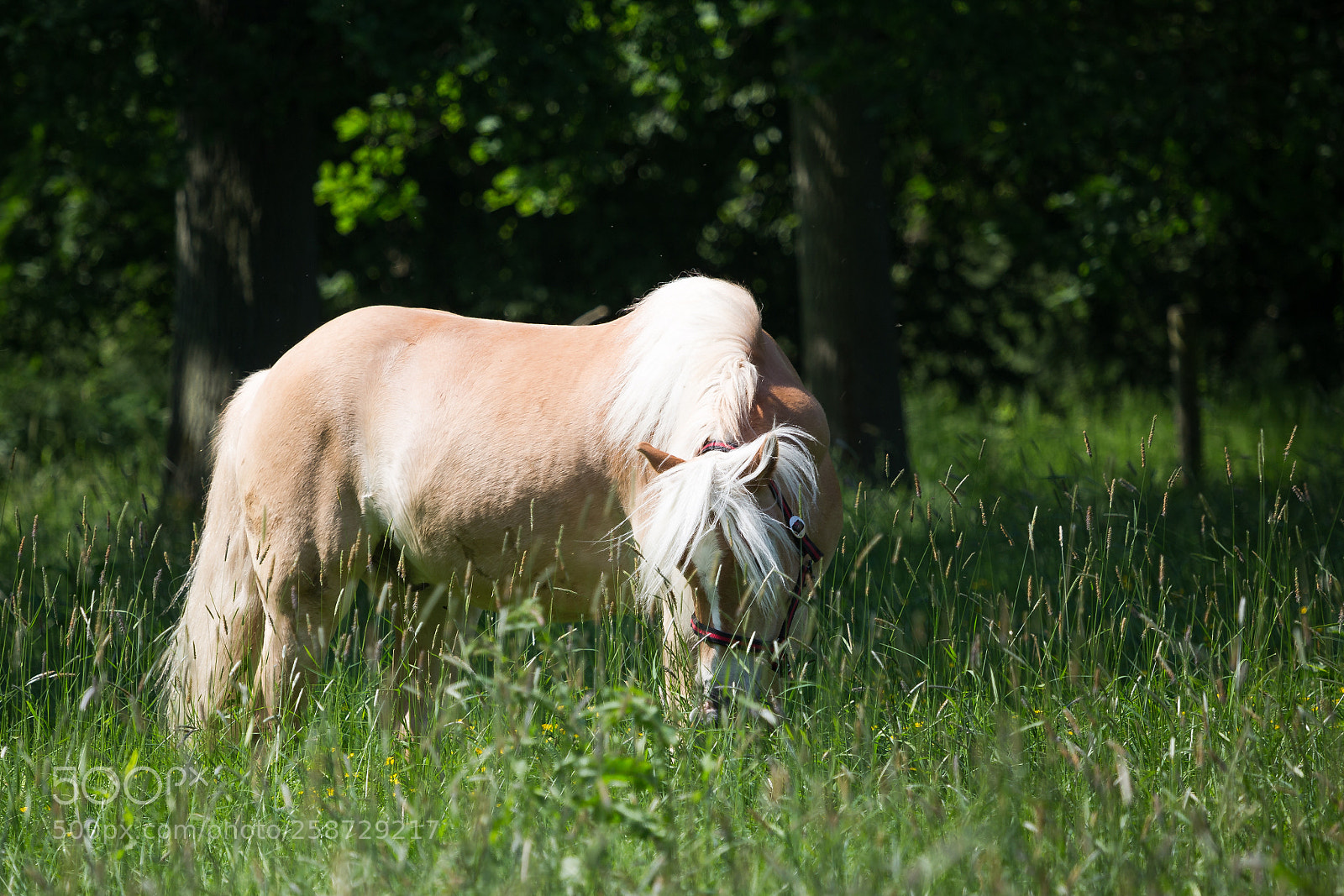 Canon EOS 6D sample photo. Pony photography