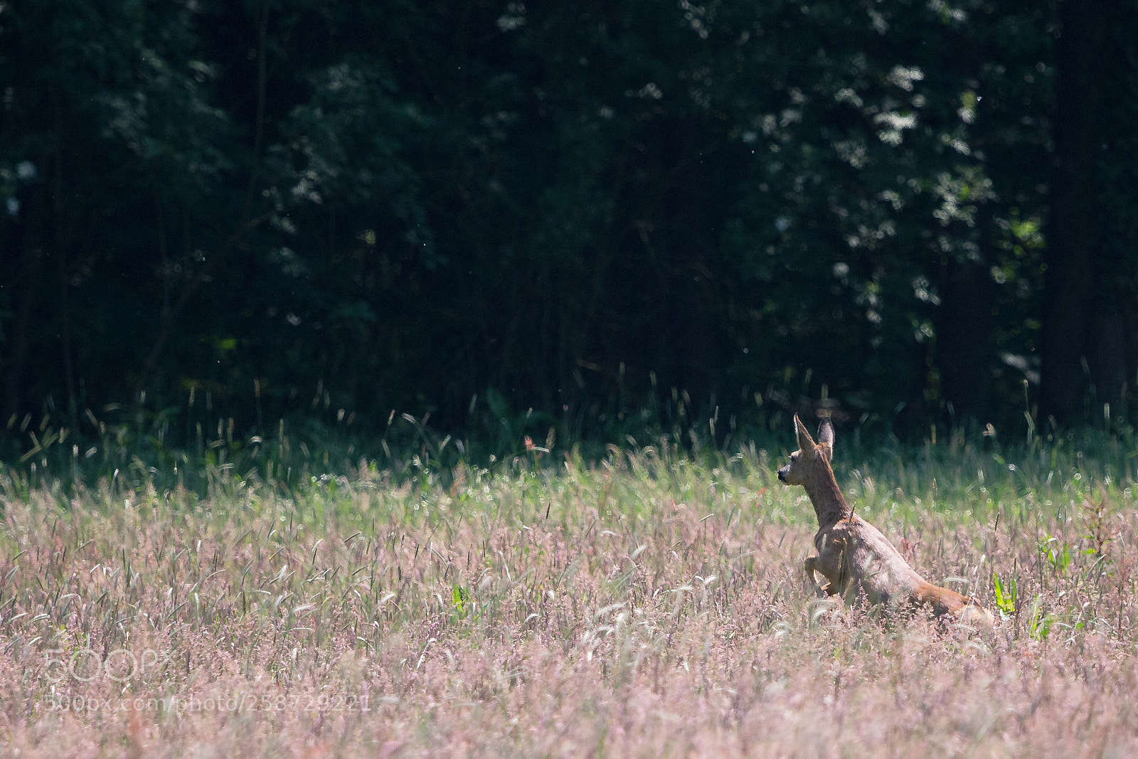 Canon EOS 6D sample photo. Reh photography
