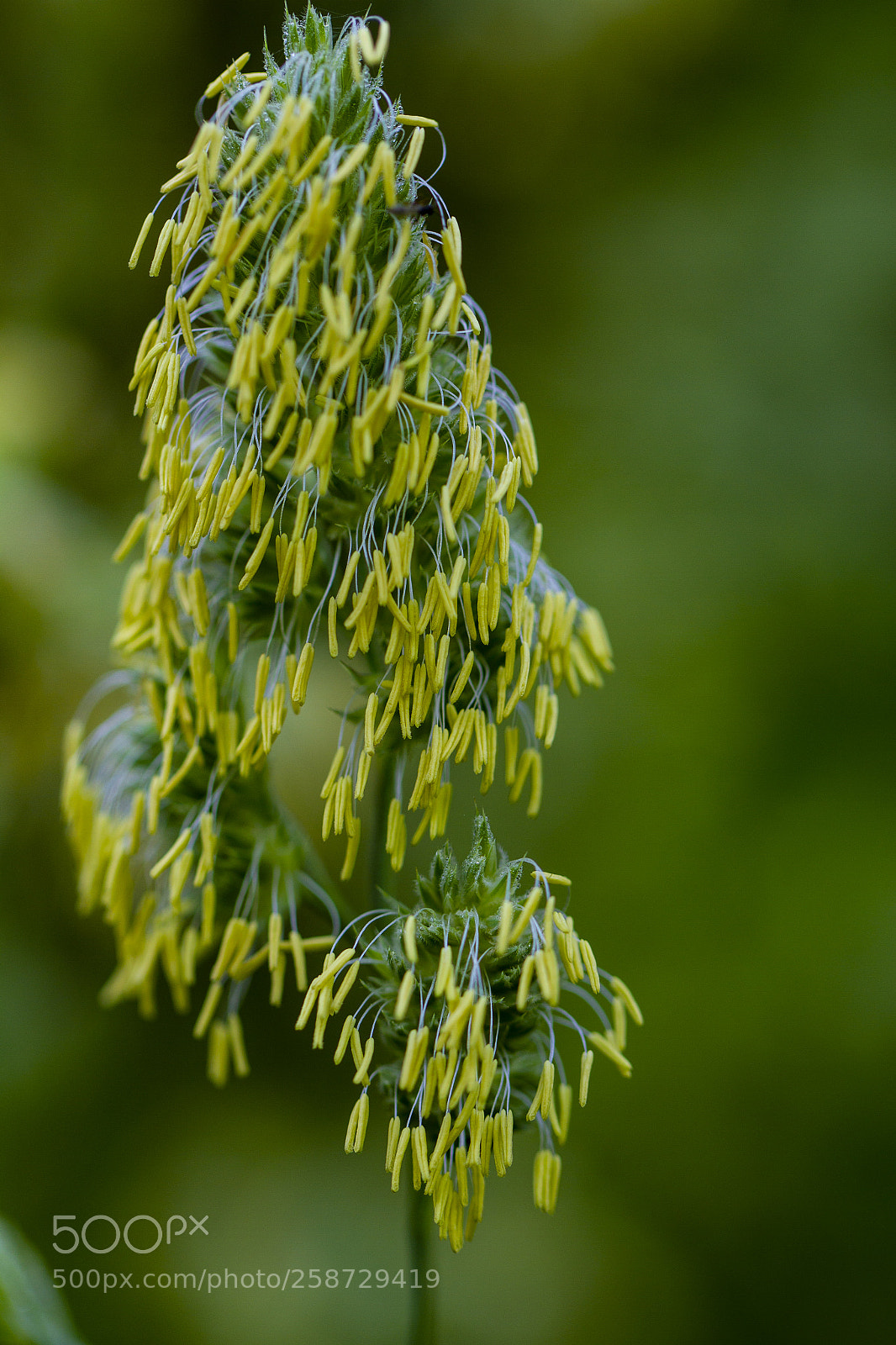 Canon EOS 7D sample photo. Blooming grass photography
