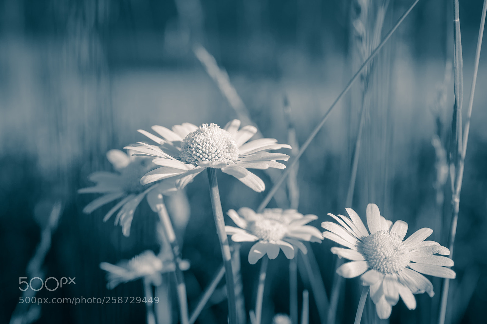 Nikon D810 sample photo. Dreams photography