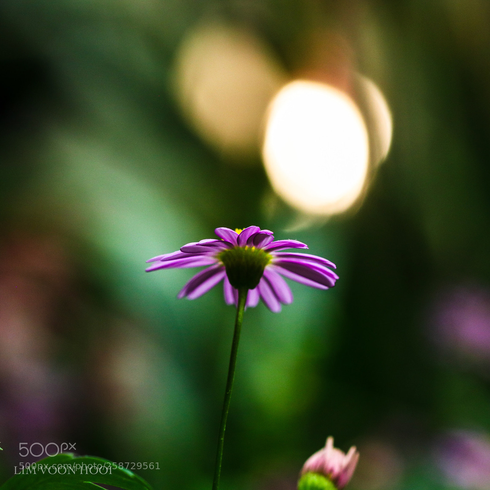 Canon EOS 750D (EOS Rebel T6i / EOS Kiss X8i) sample photo. Shine on me photography