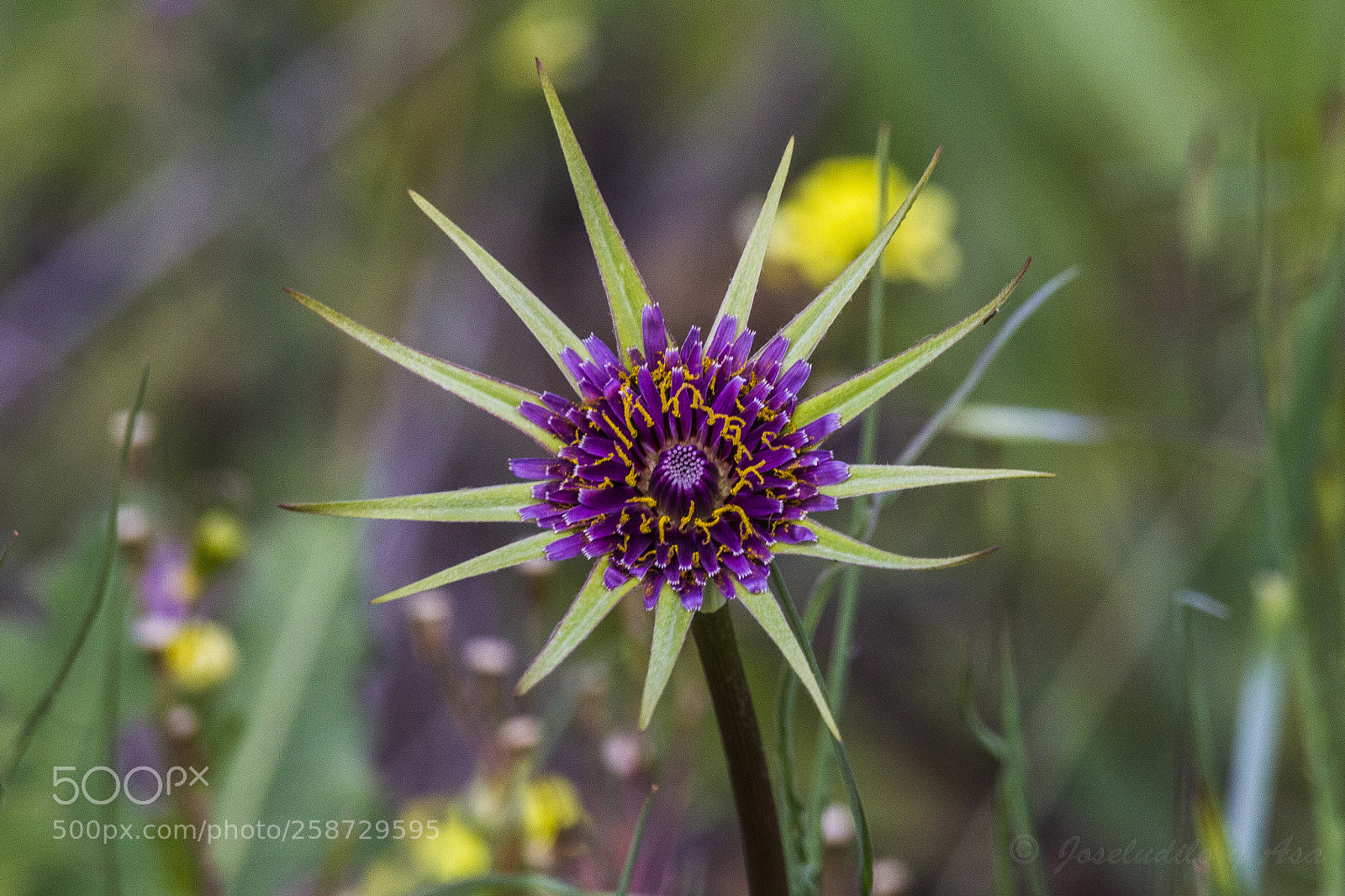 Canon EOS 7D sample photo. Flor photography