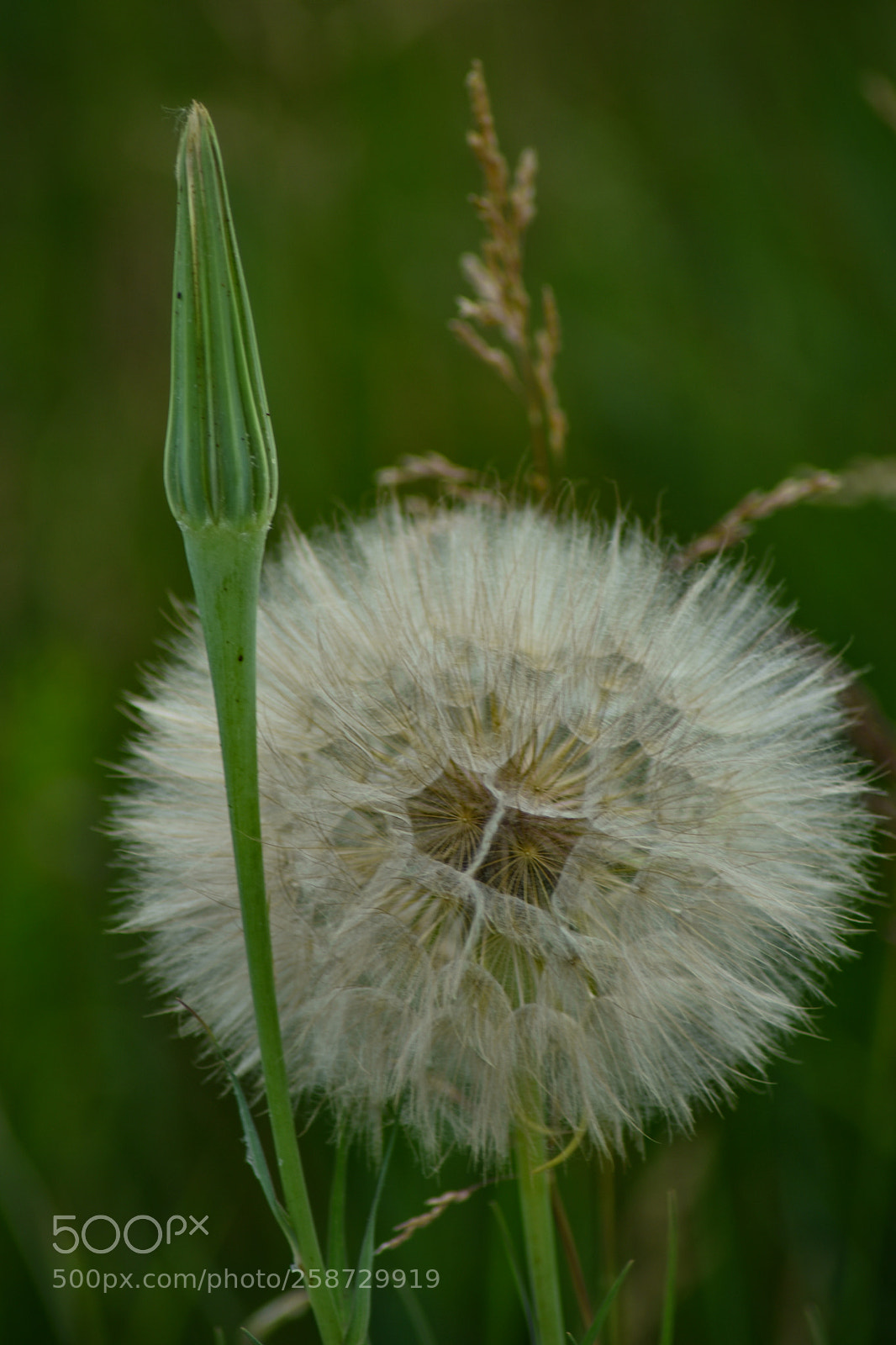 Nikon D7200 sample photo. Untitled photography