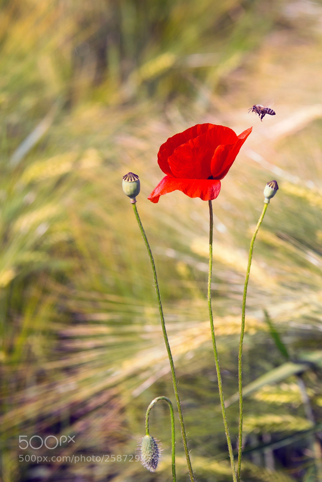 Canon EOS 6D sample photo. Nature photography