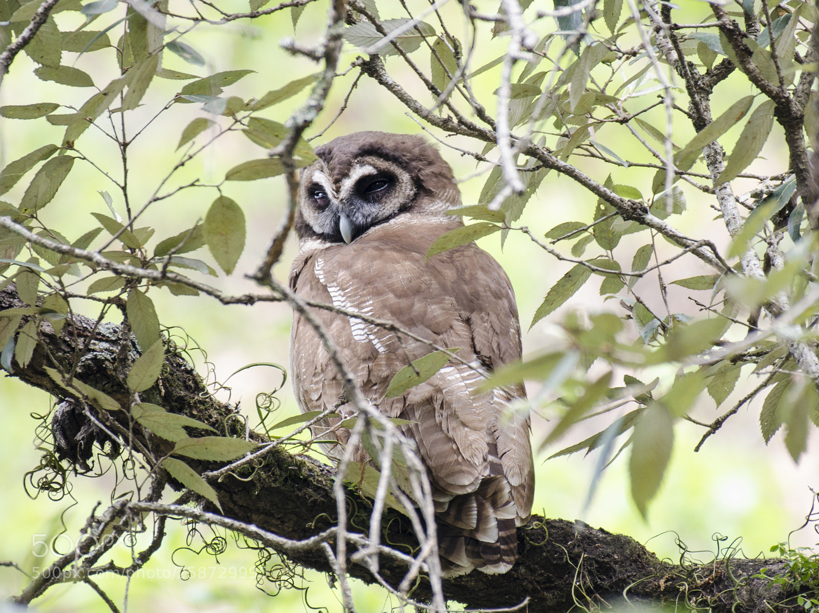 Nikon D5100 sample photo. Brown wood owl photography