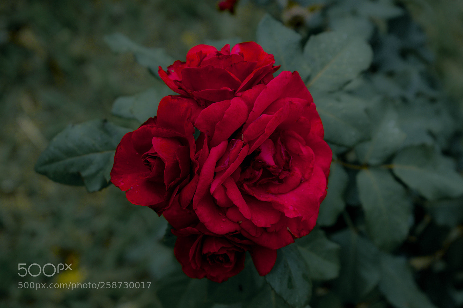 Nikon D3300 sample photo. Rosa... photography