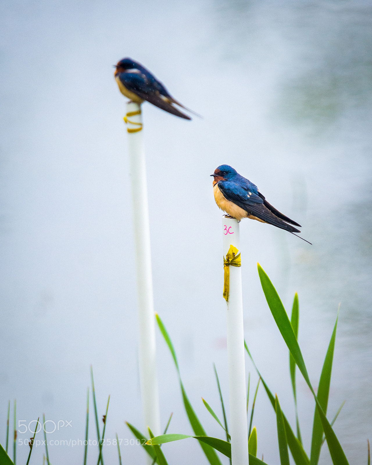 Nikon D7200 sample photo. Barn swallows photography