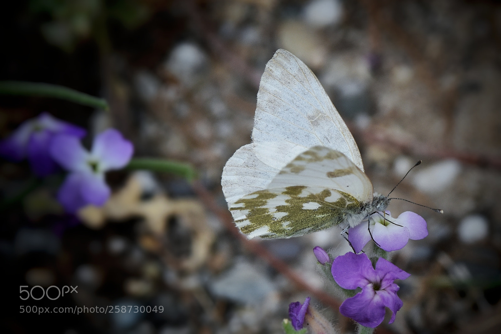 Nikon D7200 sample photo. White butterfly 2 photography