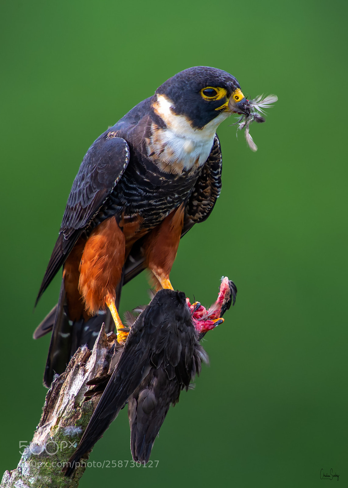 Nikon D4 sample photo. Bat falcon photography