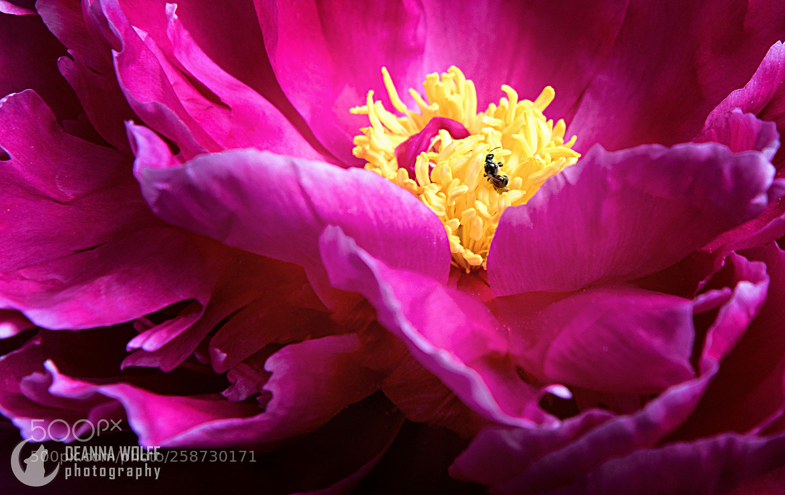 Nikon D5300 sample photo. Peonies photography