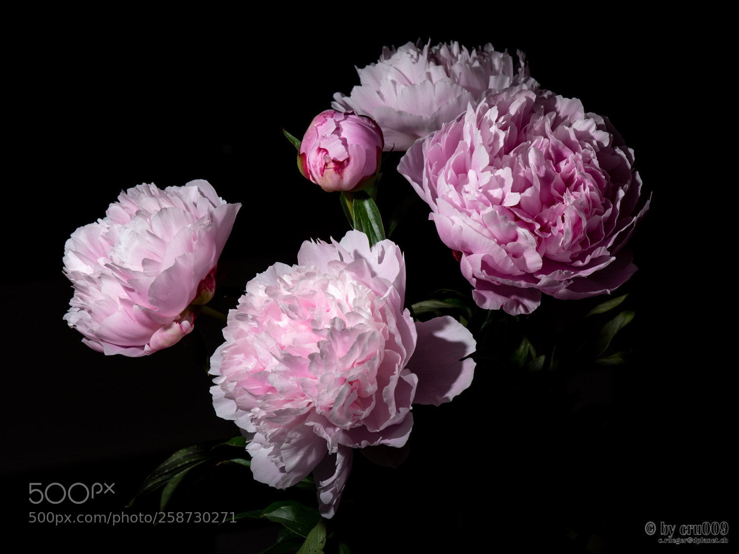 Nikon D750 sample photo. Peonies - flash light photography