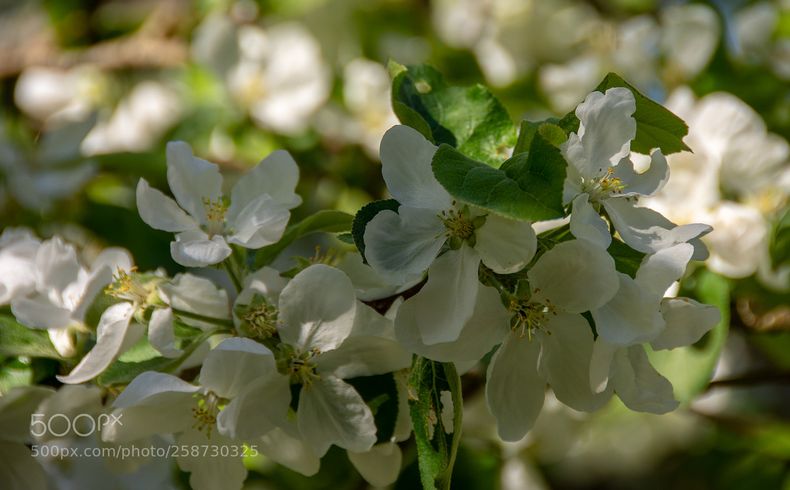 Nikon D7200 sample photo. Appleblossom photography