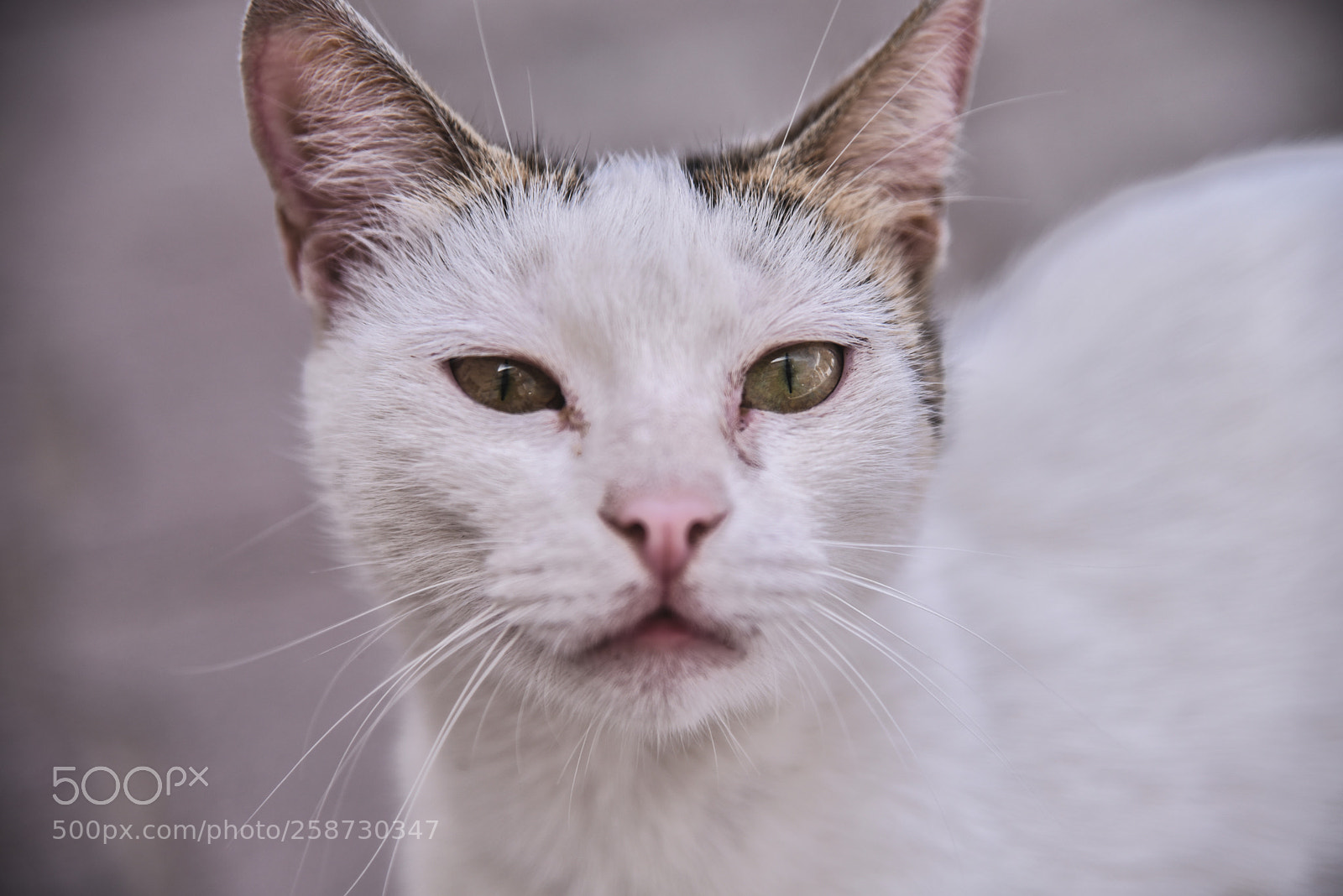 Nikon D750 sample photo. Cat photography