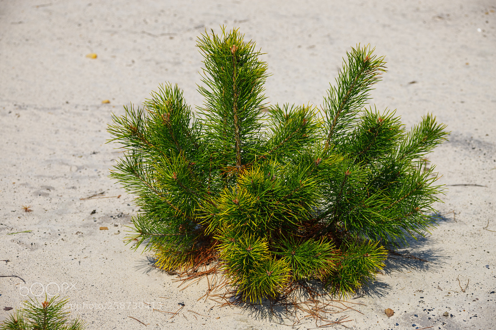 Canon EOS 6D Mark II sample photo. Сосенка в песках photography