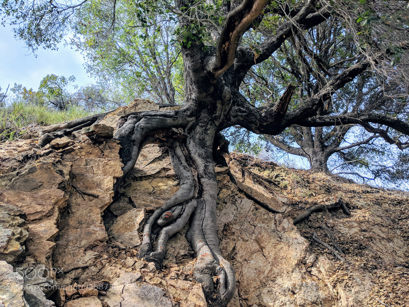 Google Pixel 2 sample photo. Tree roots photography