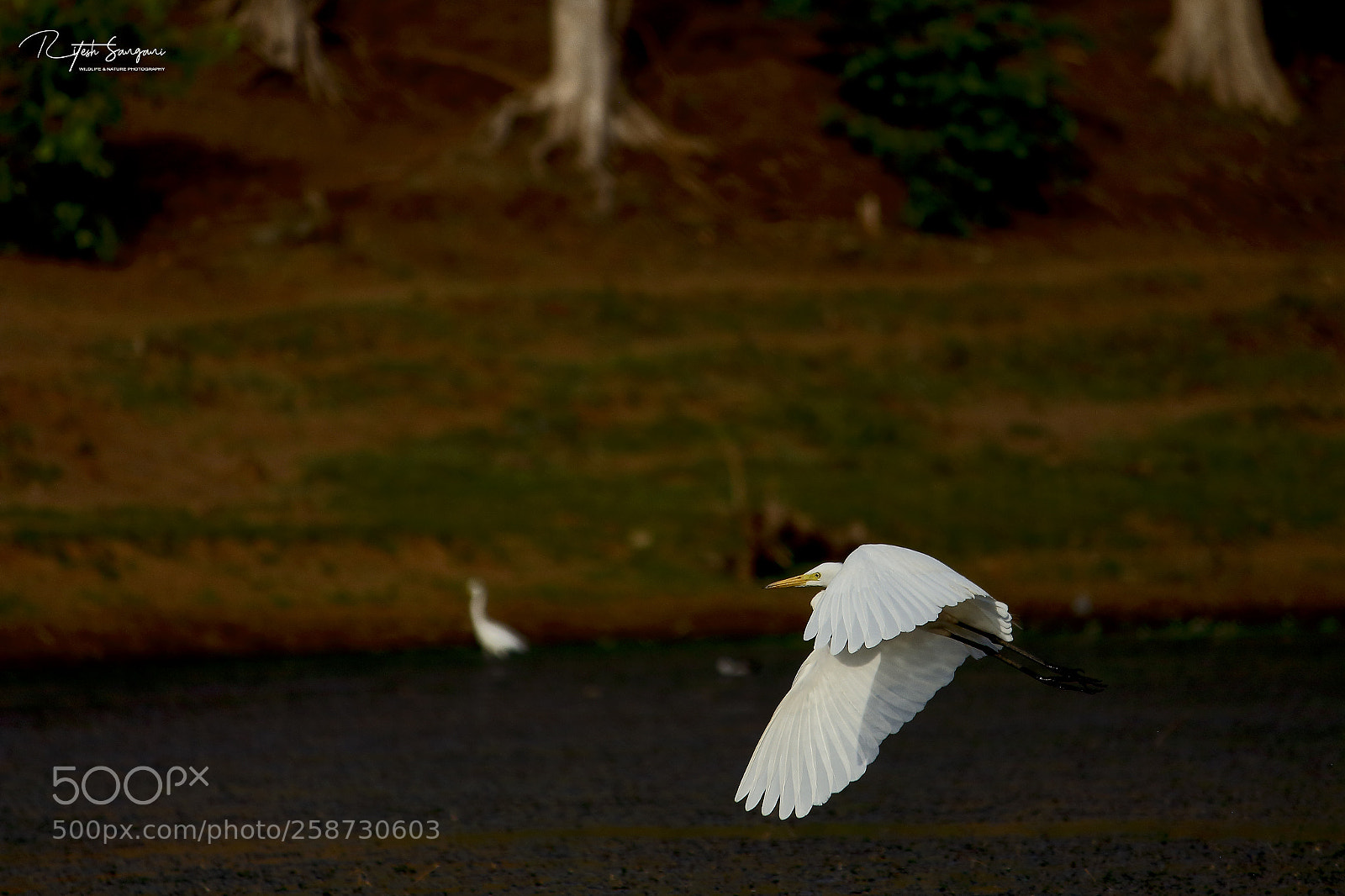 Canon EOS 700D (EOS Rebel T5i / EOS Kiss X7i) sample photo. Egret....! photography