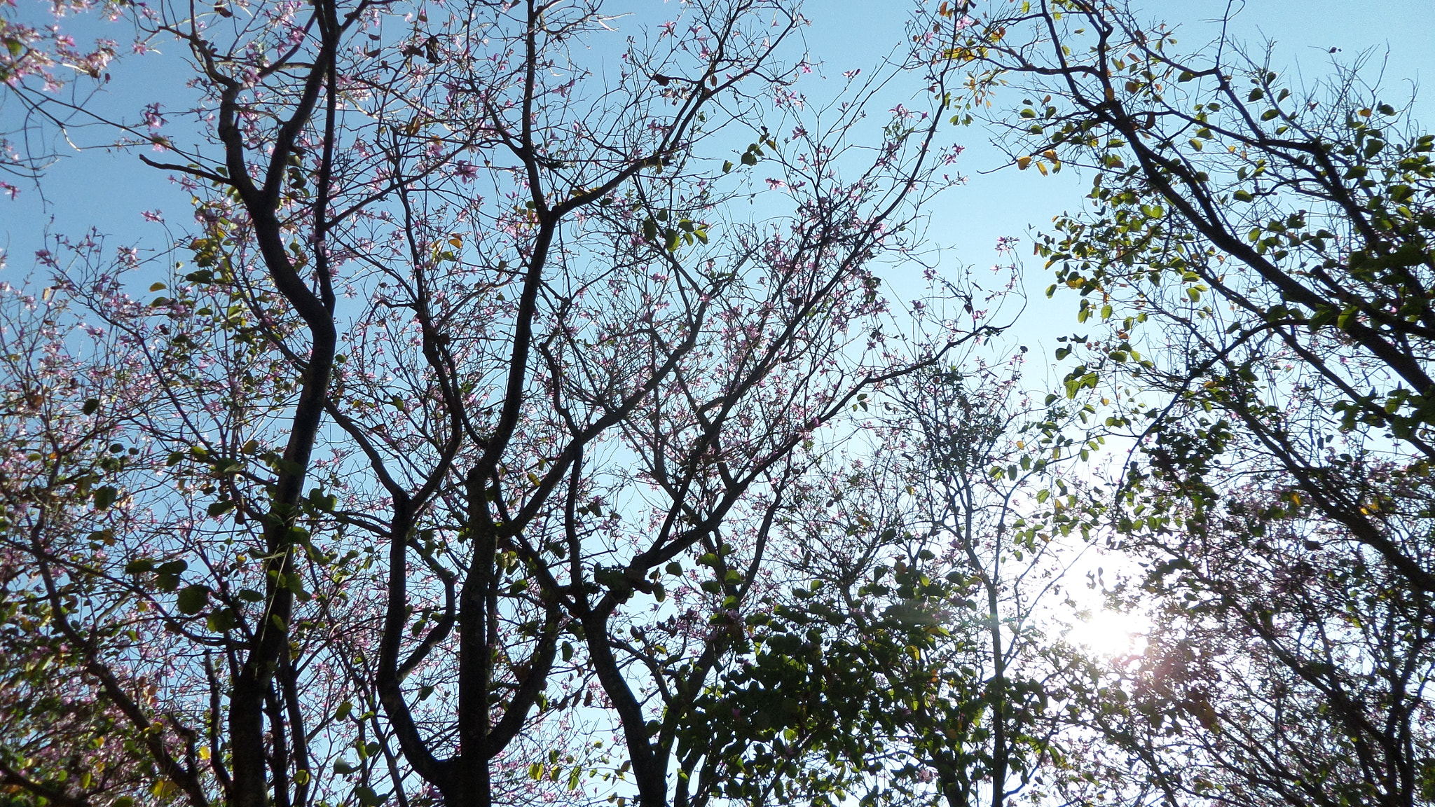 Samsung WB30F/WB31F/WB32F sample photo. Ramas. photography