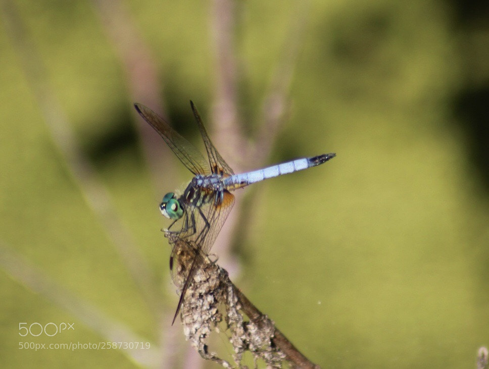Canon EOS 1300D (EOS Rebel T6 / EOS Kiss X80) sample photo. Dragonfly on display photography