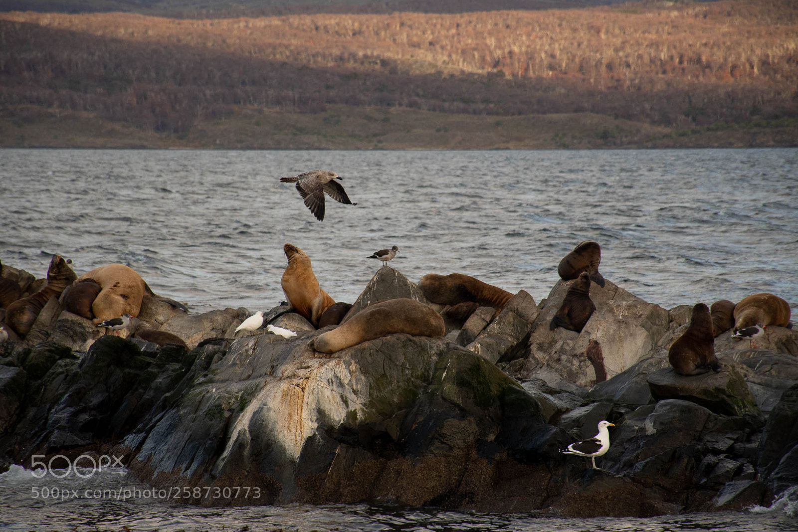Nikon D7500 sample photo. Isla de los lobos photography
