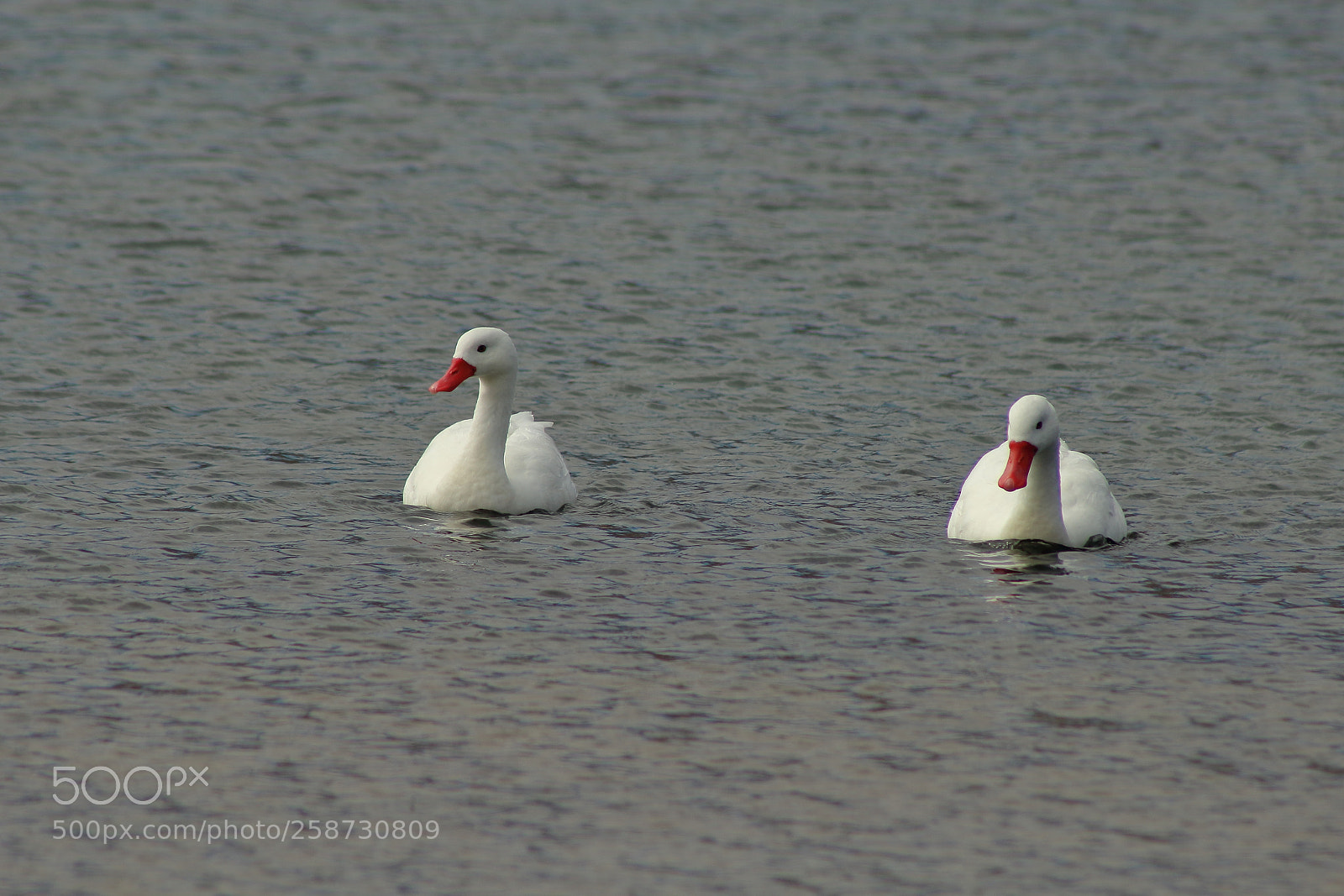 Canon EF 75-300mm f/4-5.6 sample photo. Carrizal bajo gansos en photography