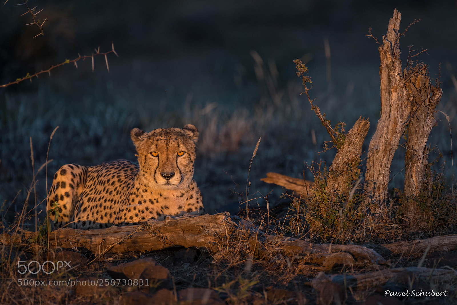 Nikon D850 sample photo. Cheetah photography