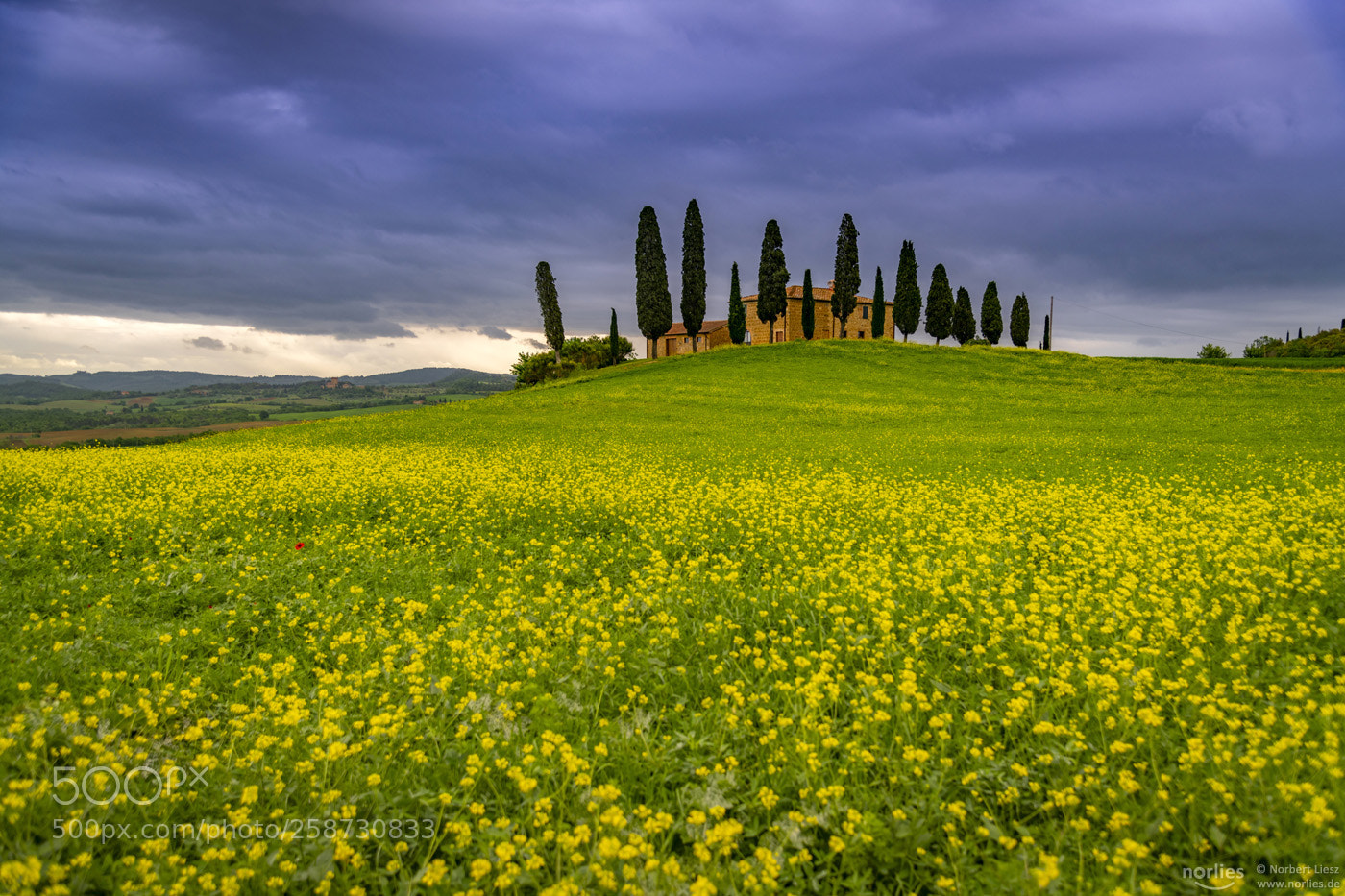 Nikon D850 sample photo. Between yellow and blue photography